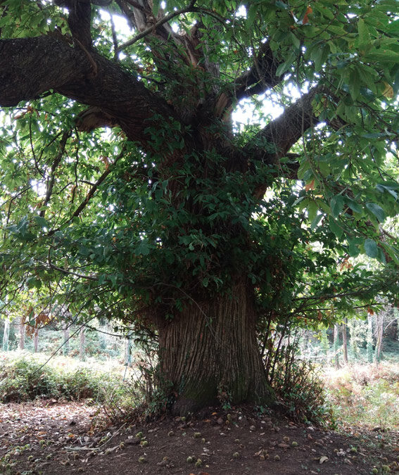 arbre yoga